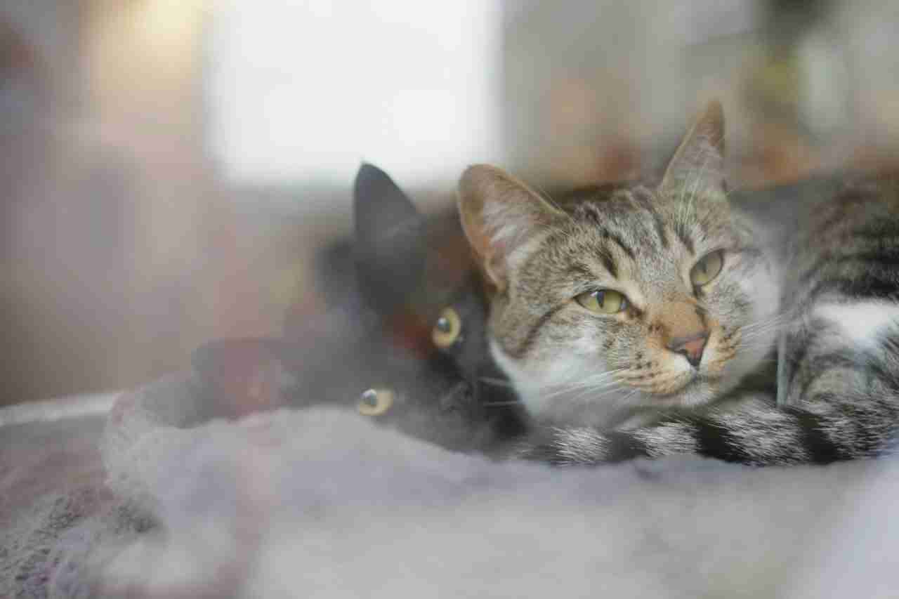 Cats settled at home after relocating to Jackson Hole Wyoming